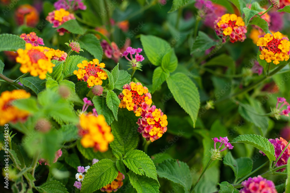 a group of small fragile flowers Lantana camara a group of small fragile flowers Lantana camara