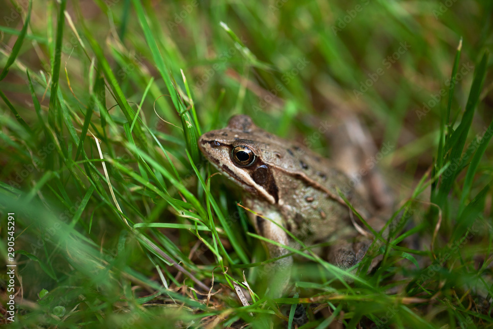 young frog hiding in the grass young frog hiding in the grass