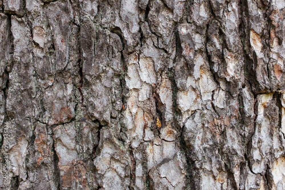 Pine tree bark texture. Close-up as a background in full screen Pine tree bark texture. Close-up as a background in full screen