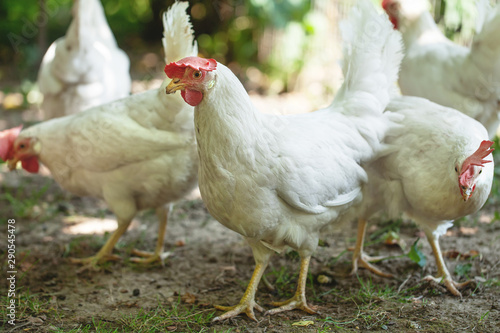 a white hen is walking along the green grass. walking healthy happy farm animal