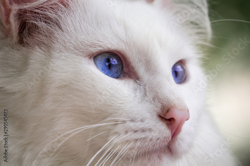 portrait of a white cat with blue eyes