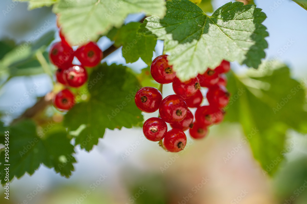 ripe berries of a currant on a green bush. seasonal vitamins ripe berries of a currant on a green bush. seasonal vitamins