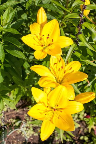 yellow lily flowers close-up view