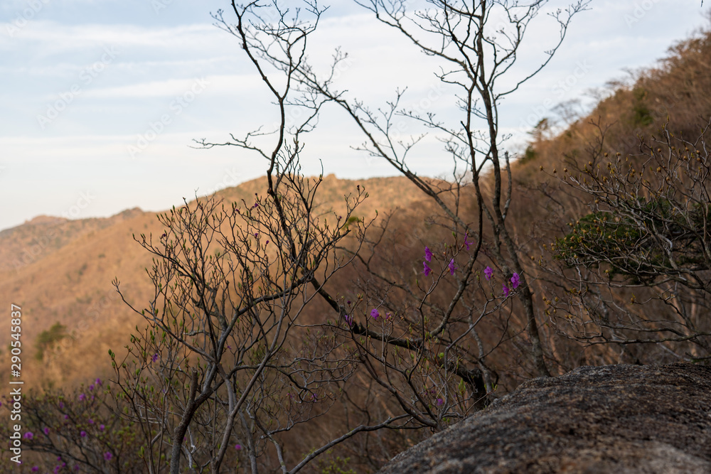 tree on the mountain tree on the mountain