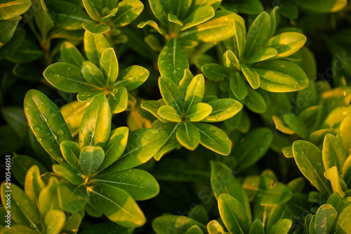 green bright bush. small leaves. bright sunny day.