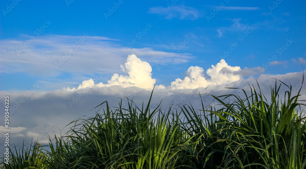 grass and blue sky with clouds