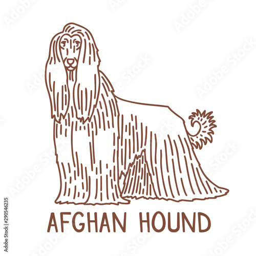 Isolated Afghan Hound in Hand Drawn Doodle Style photo