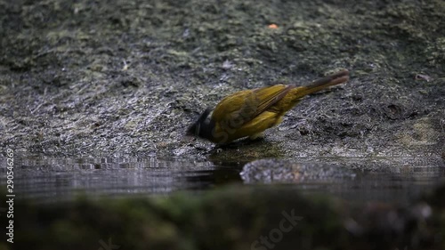 Black-crestedBulbul bathing in a pool in the forest.