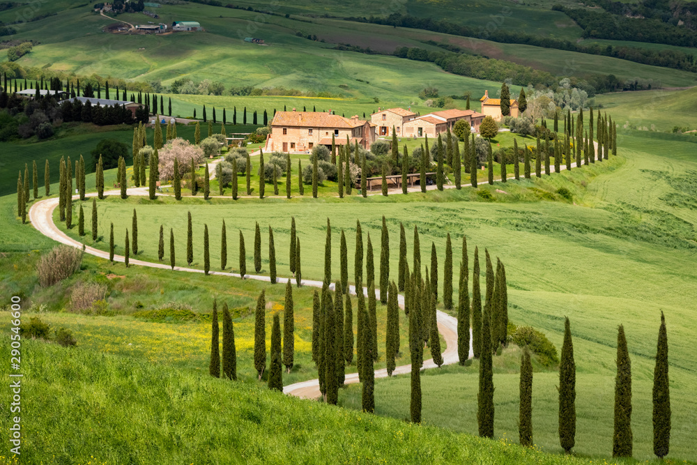 Beautiful cypress-lined road in the light of the setting sun