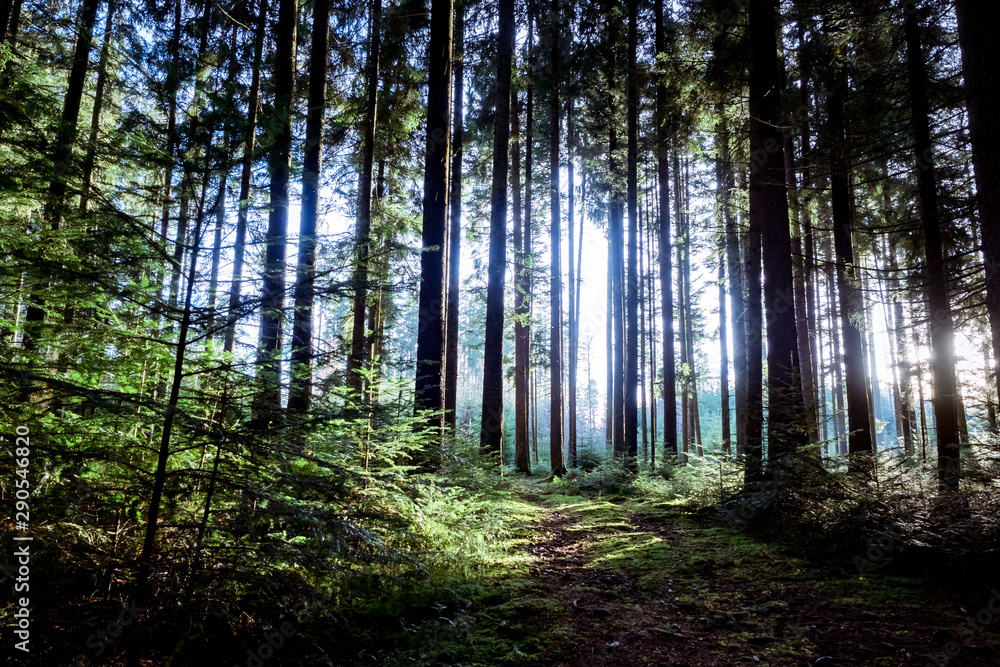 Obraz premium M.L.S.