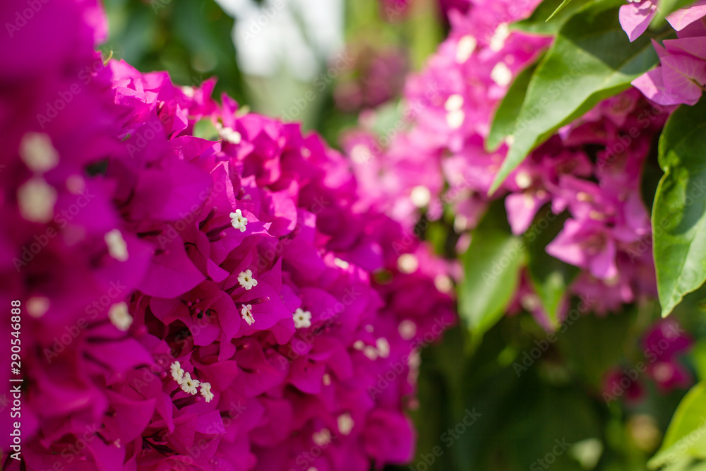 bougainvillea flowers. gentle natural background bougainvillea flowers. gentle natural background