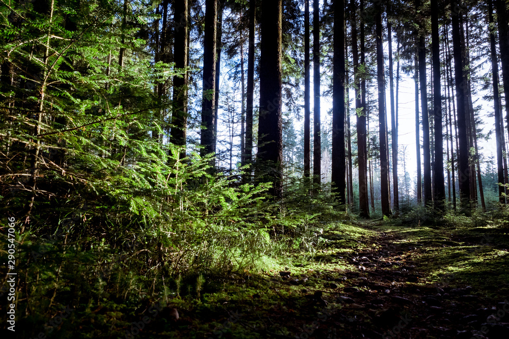 Fototapeta premium M.L.S.