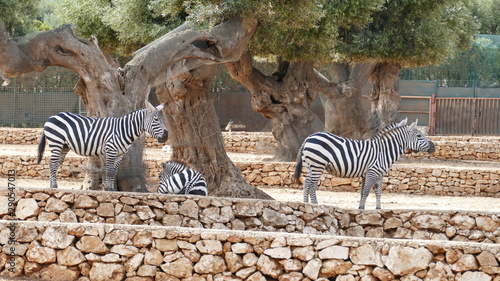 Zebre di Grant nello zoo