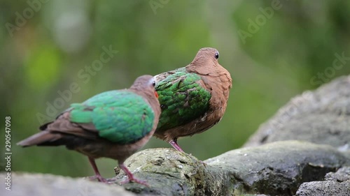 Chalcophaps indica  on rock in the forest.
