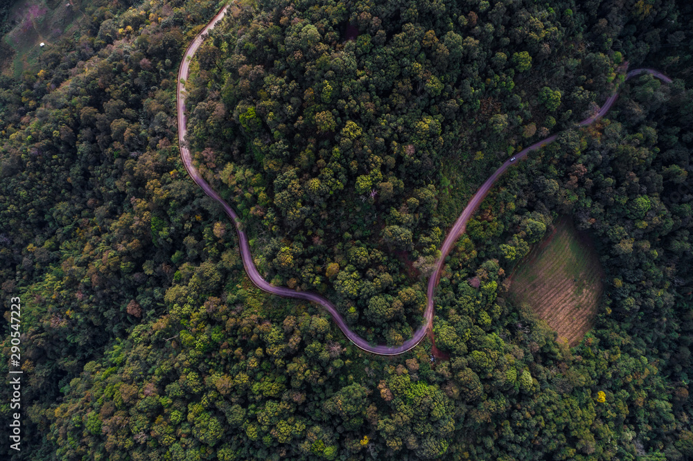 Road in green tree forest landscape vehicle movement