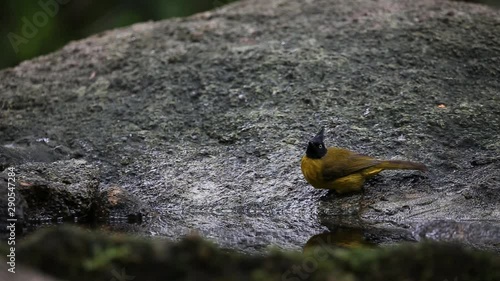 Black-crestedBulbul bathing in a pool in the forest.