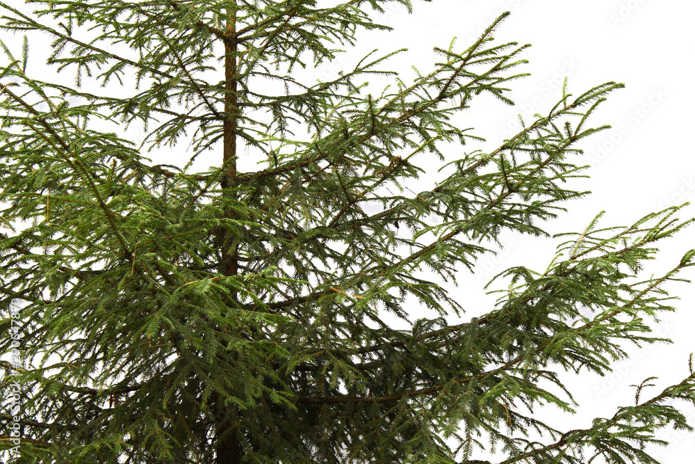 Fototapeta premium spruce, pine isolated on a white background. natural wood. fragment.