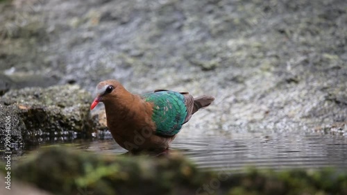 Common Emerald Dove ( Chalcophaps indica ) Swim in the pond.