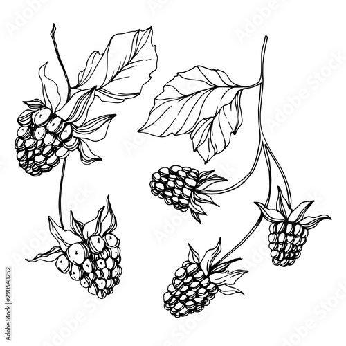 Vector Blackberry healthy food. Black and white engraved ink art. Isolated berry illustration element.