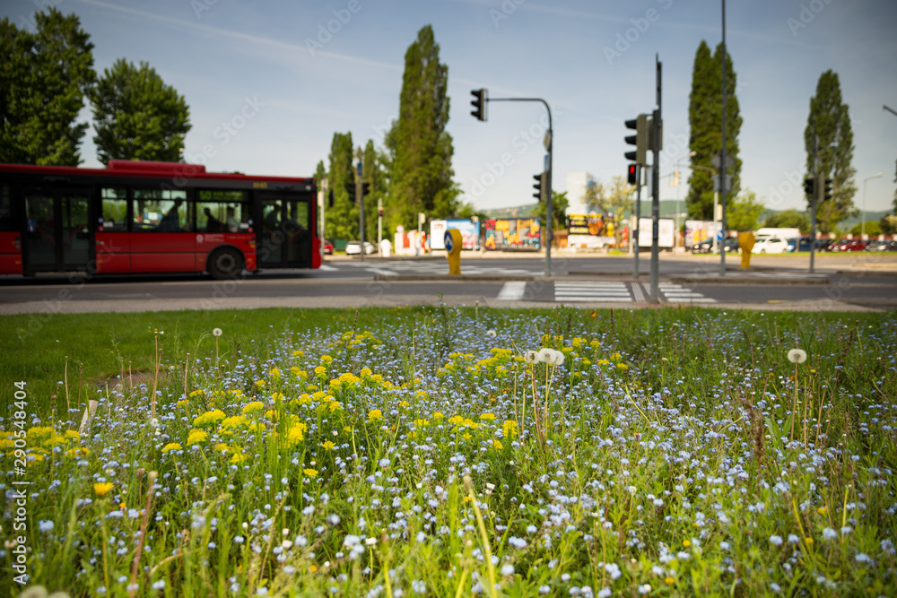 Obraz premium Meadow attracting bees in city Bratislava, Slovakia