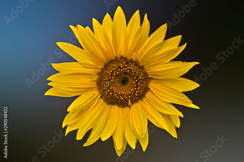 sun flower on a abstract back ground