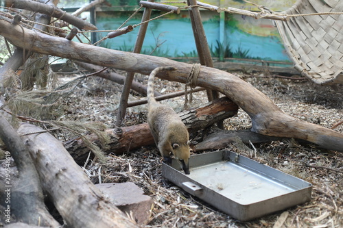 nosoha in zoo photo