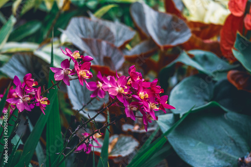 orchid flower with Beautiful natural background. photo