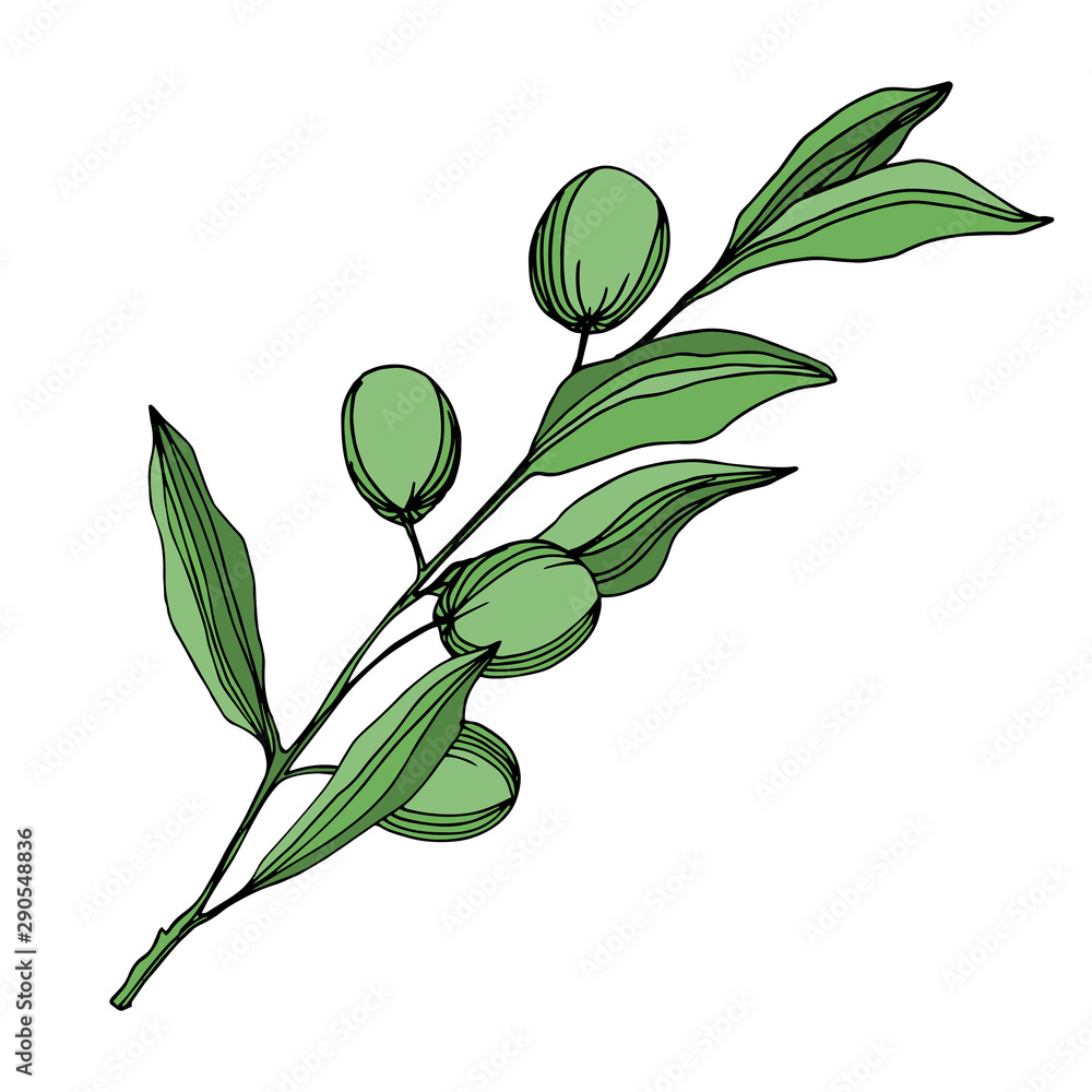 Obraz premium Vector Olive branch with fruit. Black and white engraved ink art. Isolated olive illustration element.
