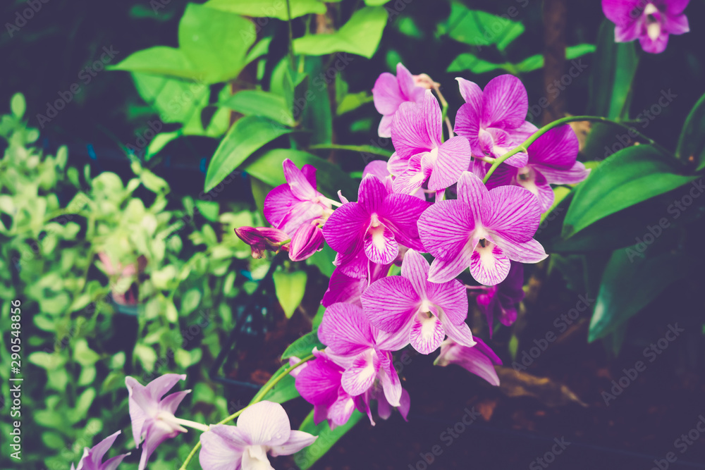 orchid flower with Beautiful natural background.