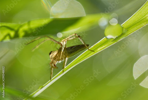 Close-up view of the spider on grass blade