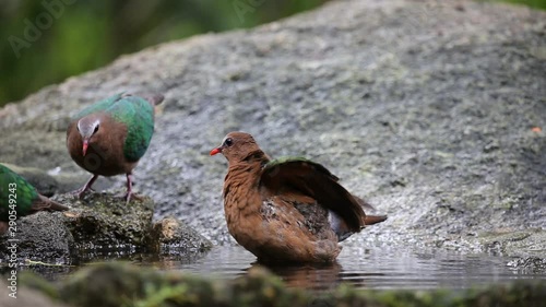 Common Emerald Dove ( Chalcophaps indica ) Swim in the pond.