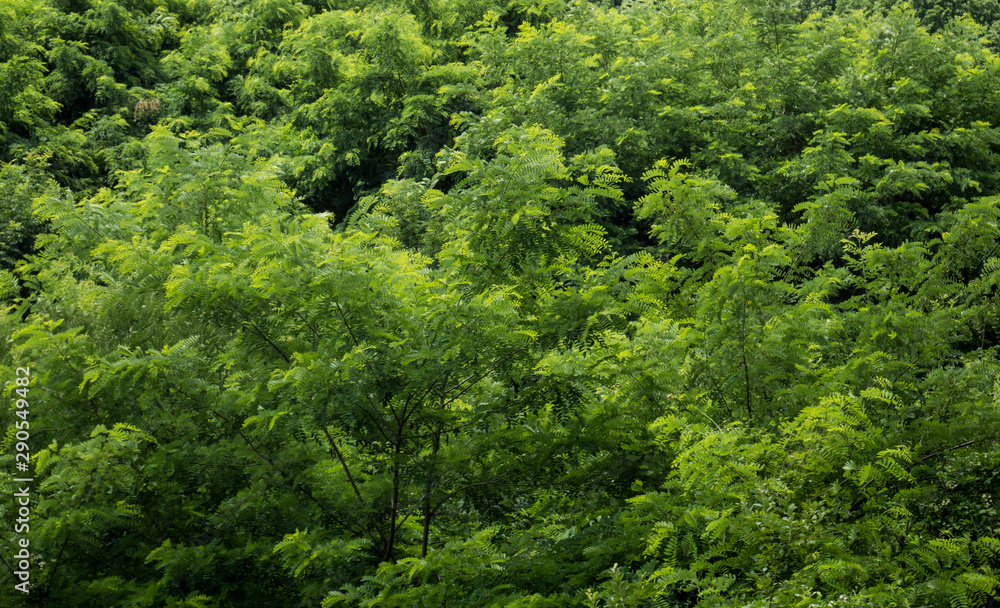 Woods Texture from Mountains in Summer Woods Texture from Mountains in Summer