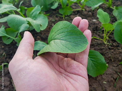 woman hands with plant