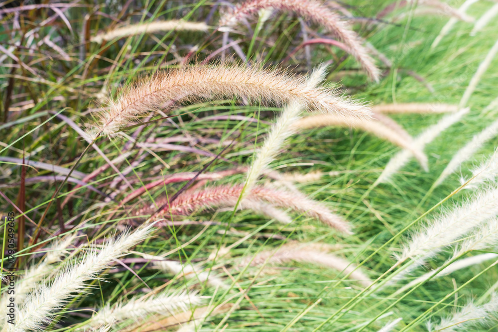 Spring roadside weeds “cogon grass” along the pavement Spring roadside weeds “cogon grass” along the pavement