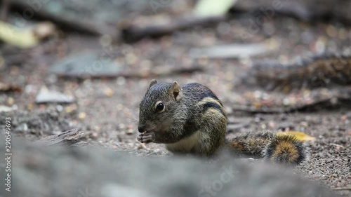 squirrel in the park