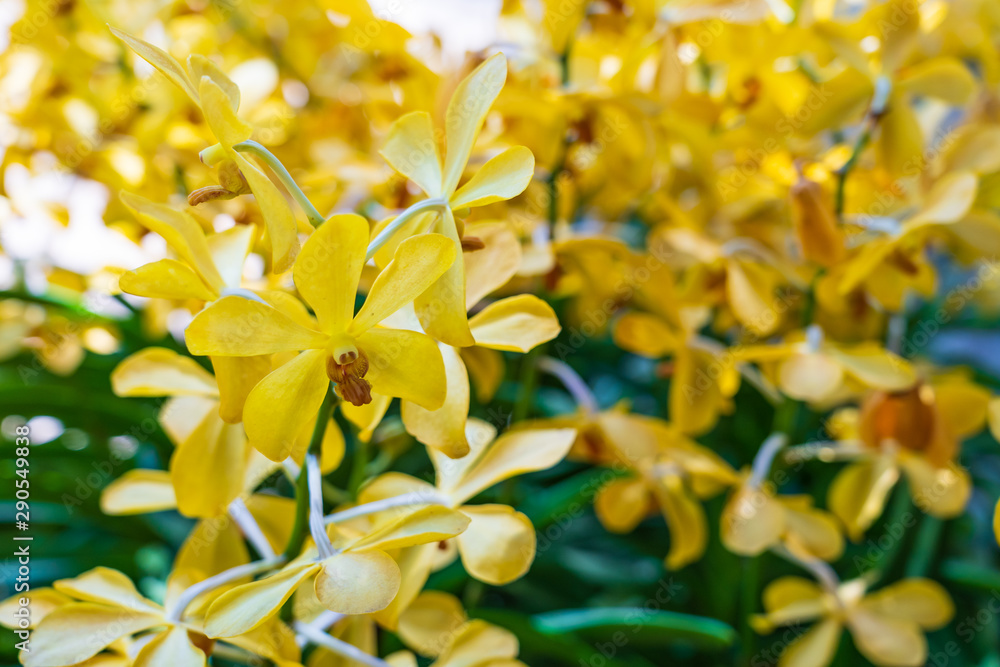 Obraz premium Beautiful yellow orchid flower and green leaves background in the garden