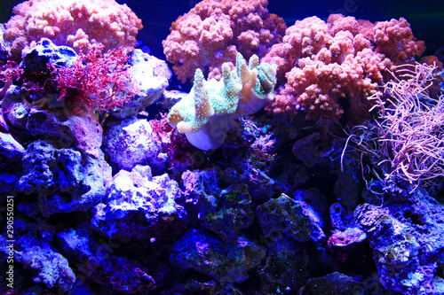 Colorful corals live underwater at bottom of ocean. Aquarium bottom decoration