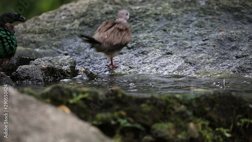 Spilopelia chinensis in park of Thailand.