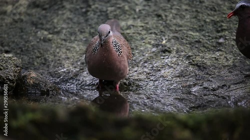 Spotted Dove (Spilopelia chinensis) on stone in park.