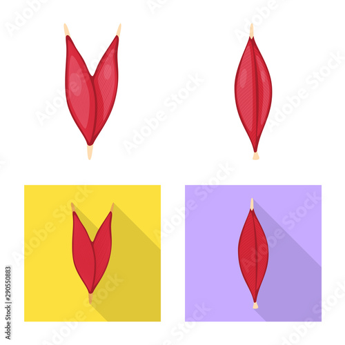 Isolated object of fiber and muscular logo. Collection of fiber and body vector icon for stock.