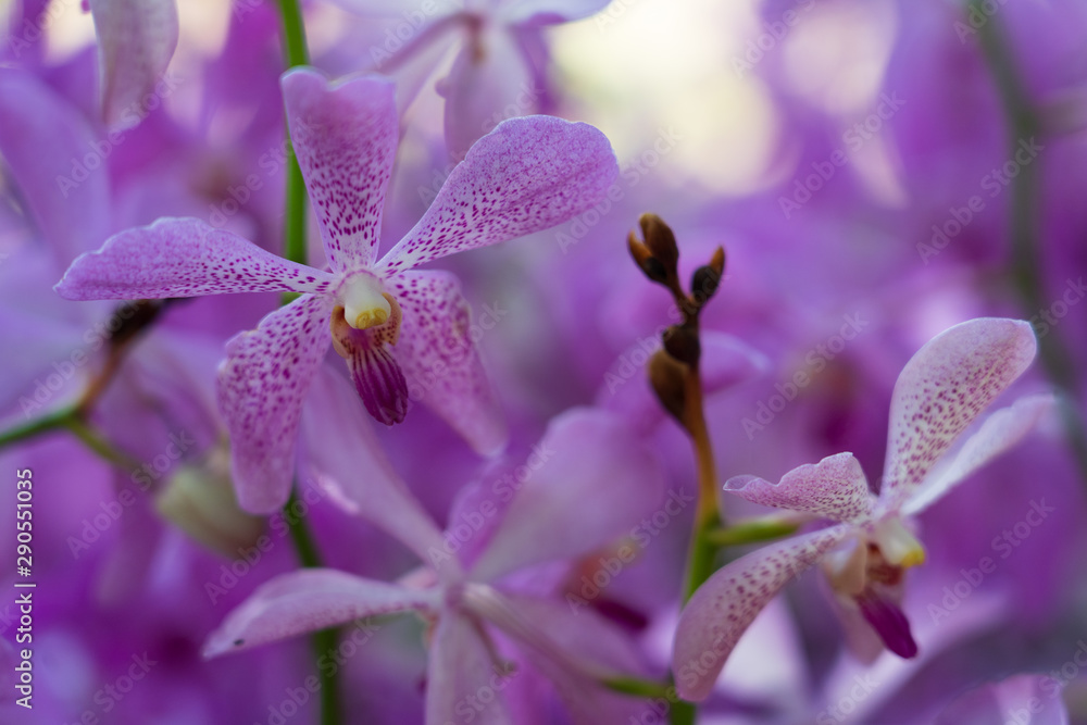 Beautiful orchid flowers background in the garden Beautiful orchid flowers background in the garden