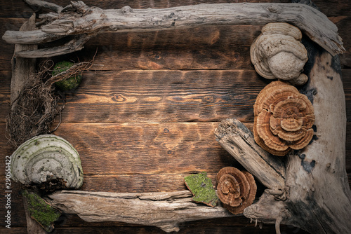 Old dried wood branches and shelf fungus on brown wooden board background with copy space. photo