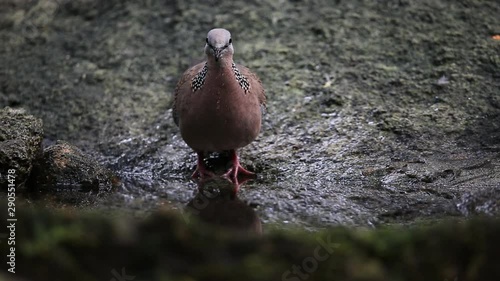 Spotted Dove (Spilopelia chinensis) on stone in park.