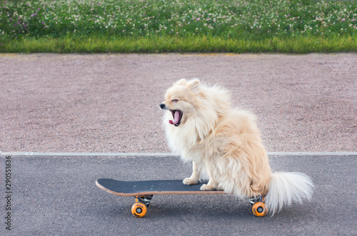 Funny smiling dog riding, sitting on skateboard. Little cute fluffy playful pomeranian spitz puppy skatebording in the city at summer day. Yawns with open mouth. tongue out. photo