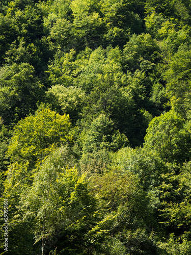 Woods Texture from Mountains in Summer © Pădureț Dan-Cristian