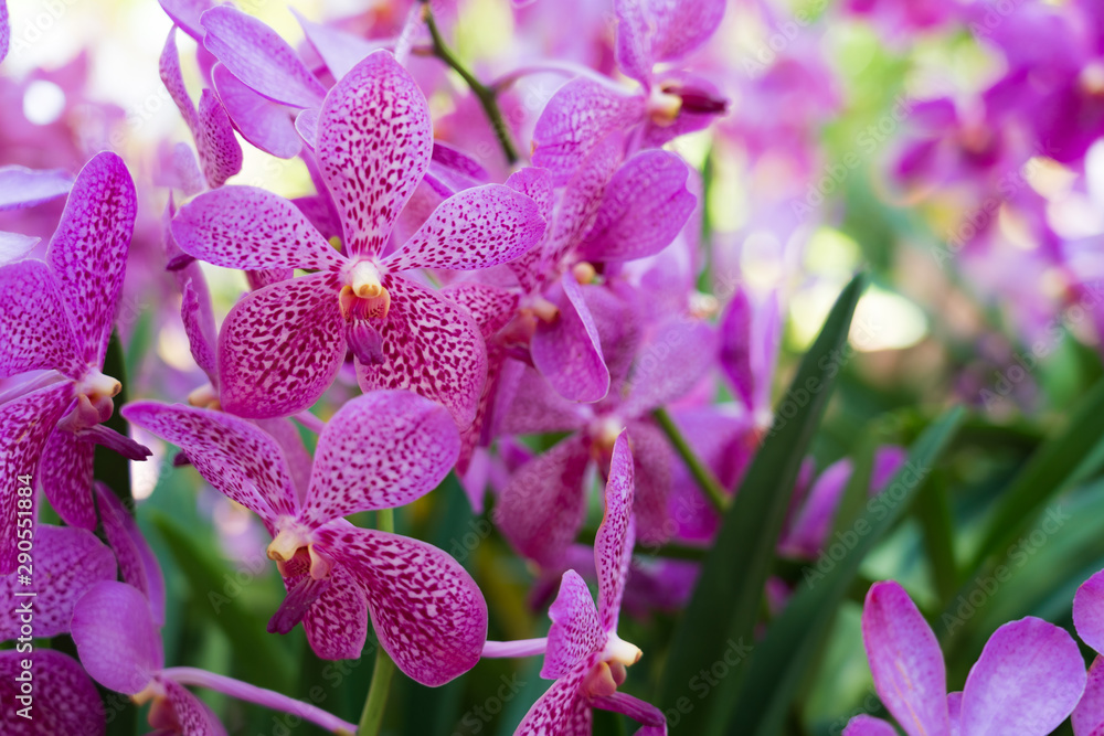 Beautiful orchid flowers background in the garden Beautiful orchid flowers background in the garden