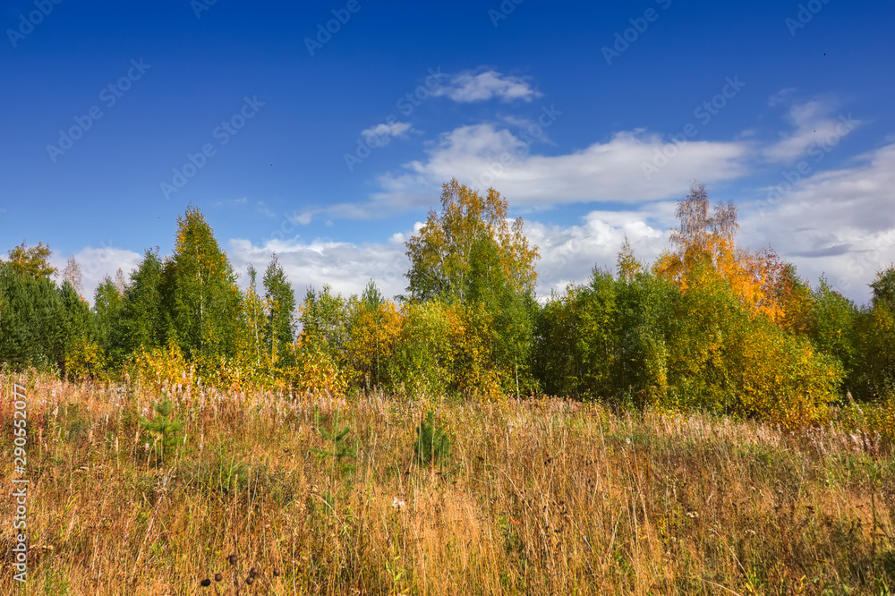 Fototapeta premium Autumn landscape multi-colored foliage of forest trees in the mountains against the sky and clouds.