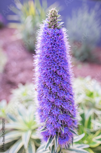 Purple flower in California - Pride of Madeira - Echium Candicans
