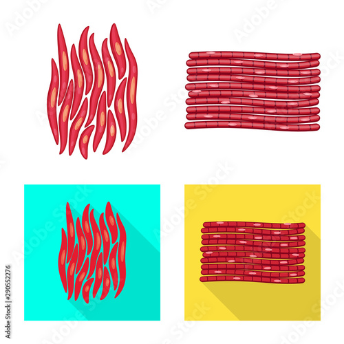 Isolated object of fiber and muscular logo. Set of fiber and body stock symbol for web.