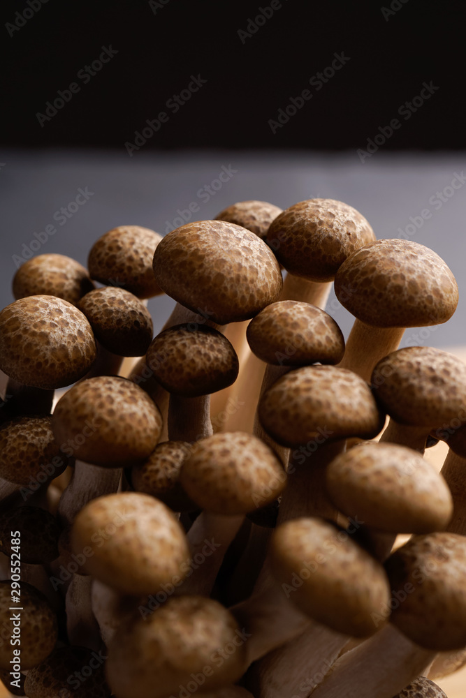 fresh brown shimeji mushroom, beech mushroom or edible mushroom on dark background fresh brown shimeji mushroom, beech mushroom or edible mushroom on dark background